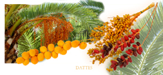 dattes
